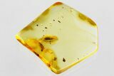 Detailed Fossil Beetle (Ptinidae) in Baltic Amber #346604-1